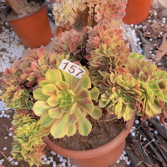 依****多肉植物一个斑斓