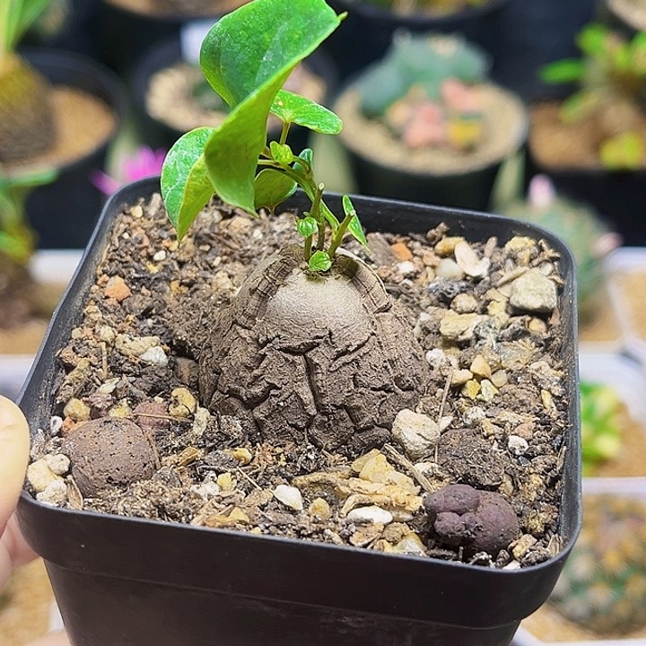南非龟甲龙3公分