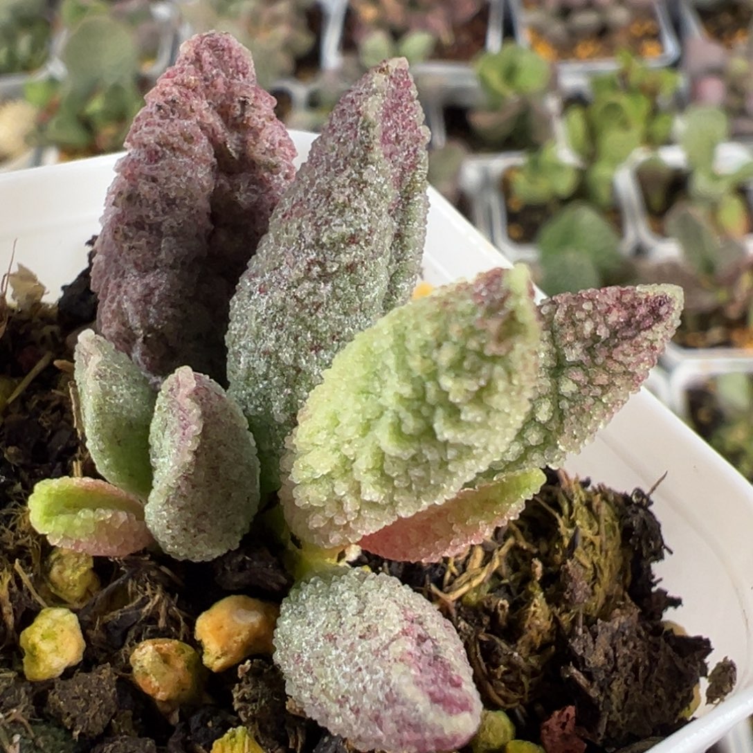 实生新品大苗多肉植物