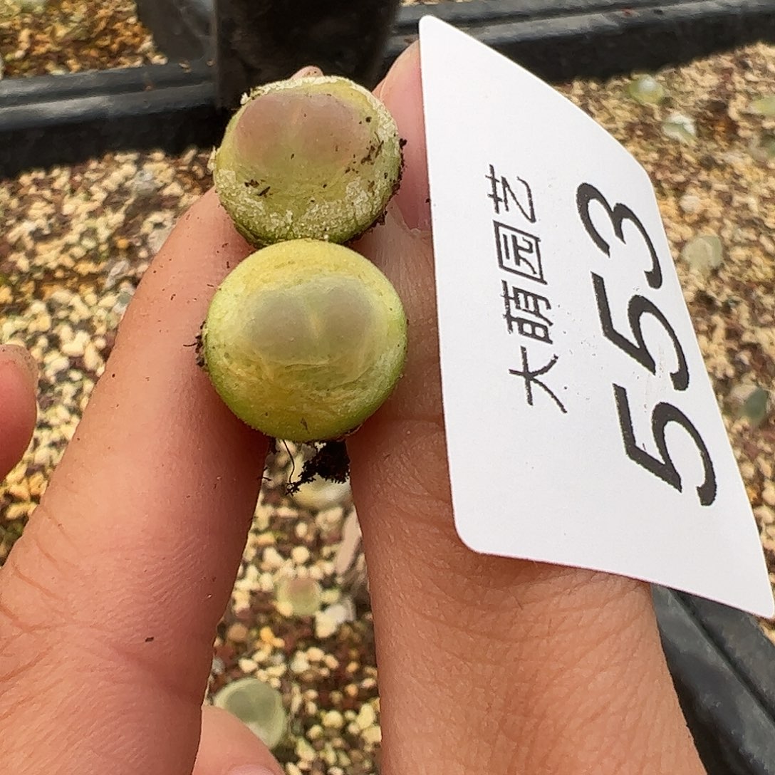 一物一拍。   2颗拉登。 553