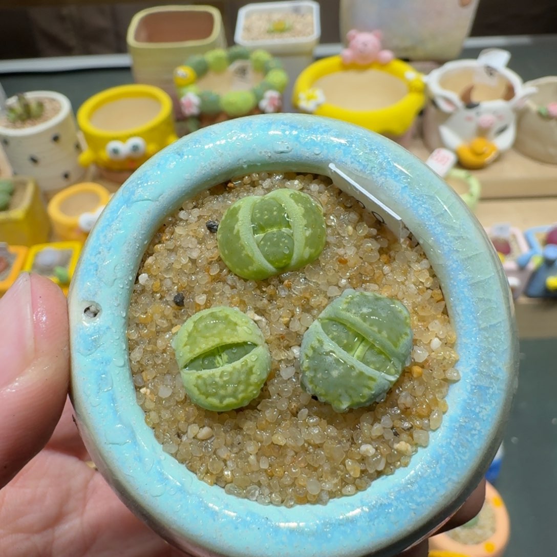 红陶蘑菇368绿饼干