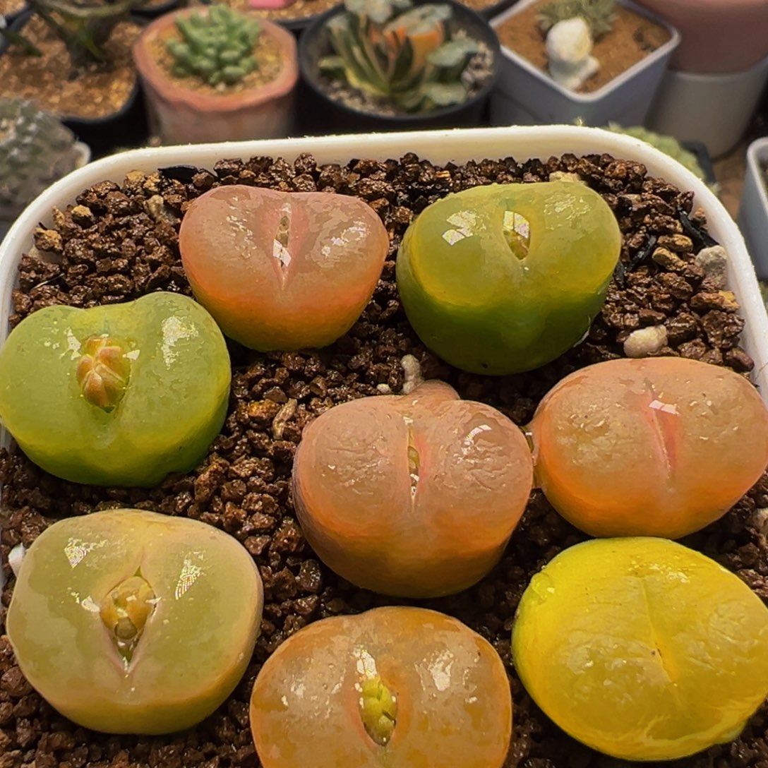 98多肉植物百科植物