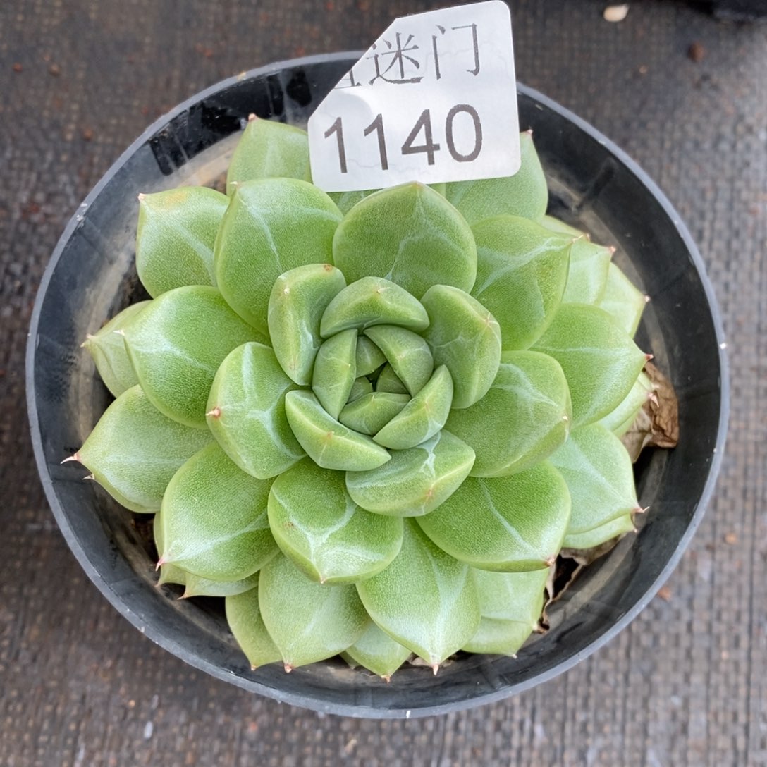 @***月杂交精品多肉1140~7厘米