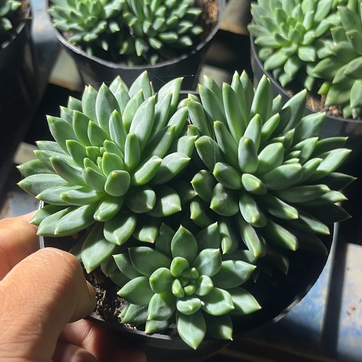 s***n青花瓷惊鸿一物一拍包装收缩花旱