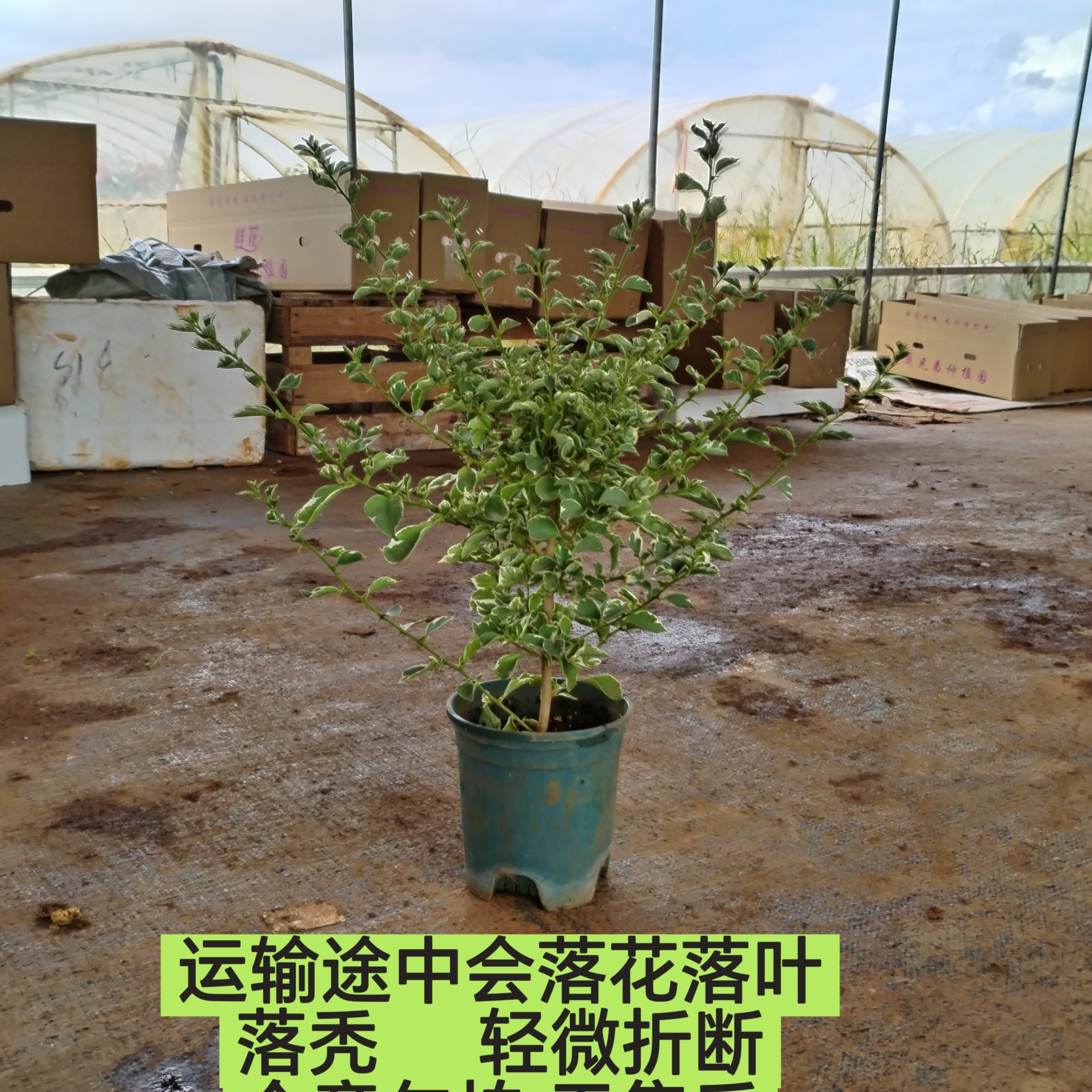 【少女心—周兄弟】介意落花落叶落秃 轻微折枝的勿拍 拍了无售后