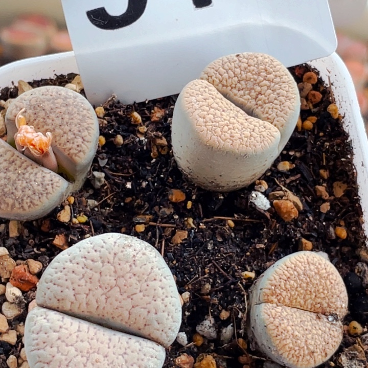 510血点潮贡母本带盆