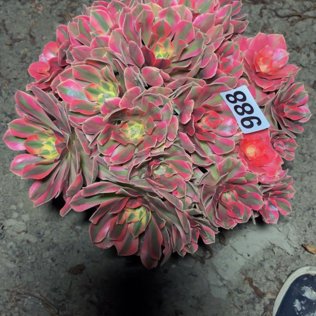 女妖法师16///////27