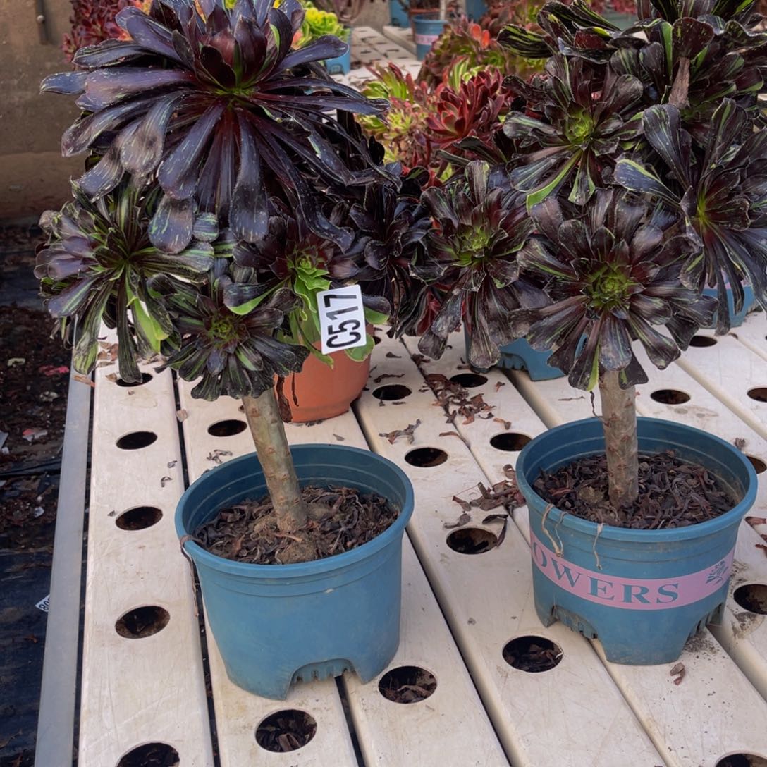 两盆法师7/////-38包邮