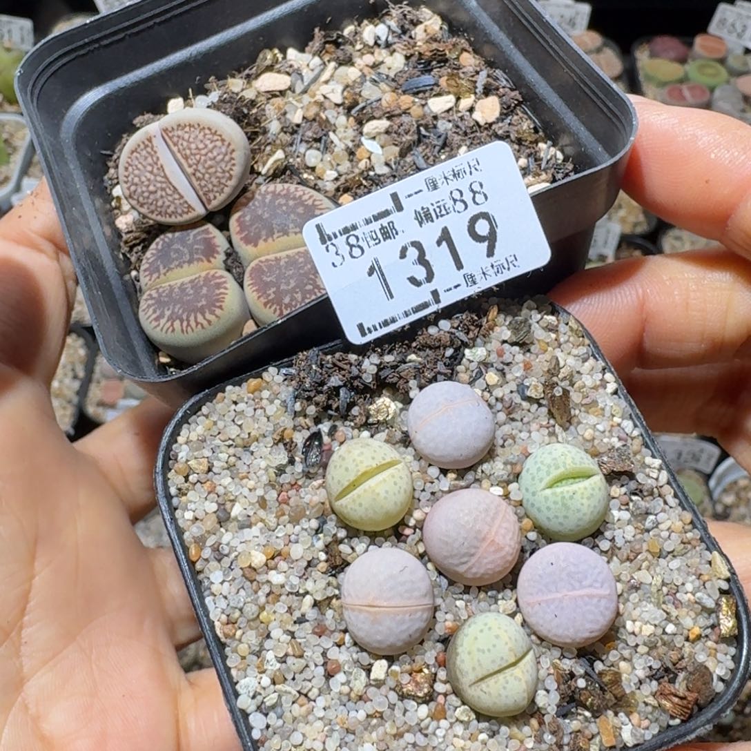绘***绘Sss精品清仓便宜1319