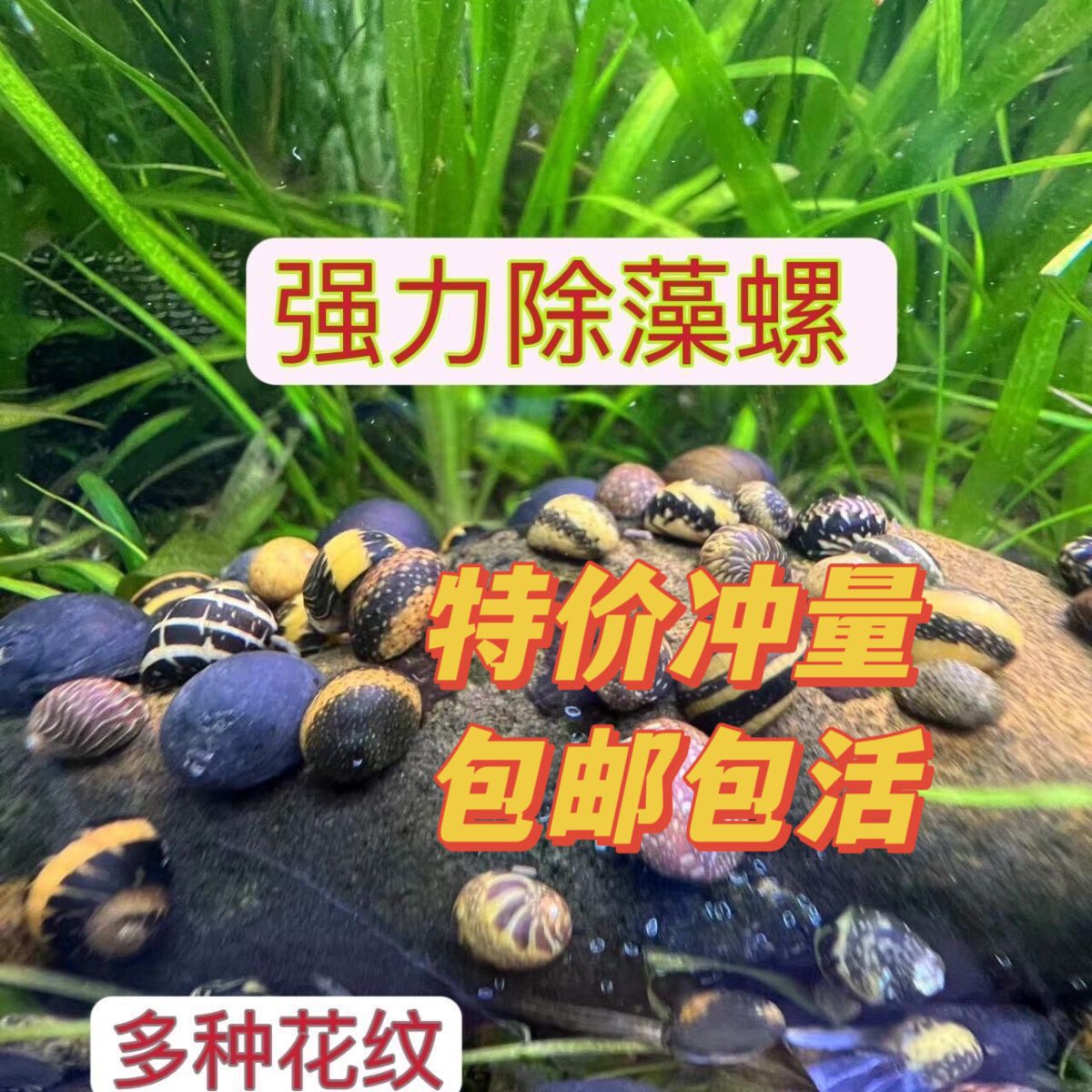观赏彩蛋黑金刚蜜蜂清洁螺除鱼缸汽水除藻淡水斑马活体黄金工具