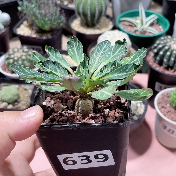 639实生鱼骨大戟