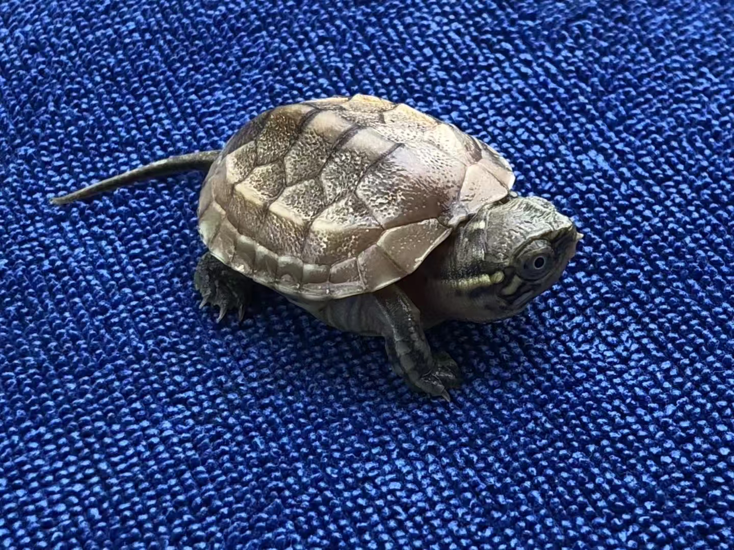 随机盲盒一只龟龟