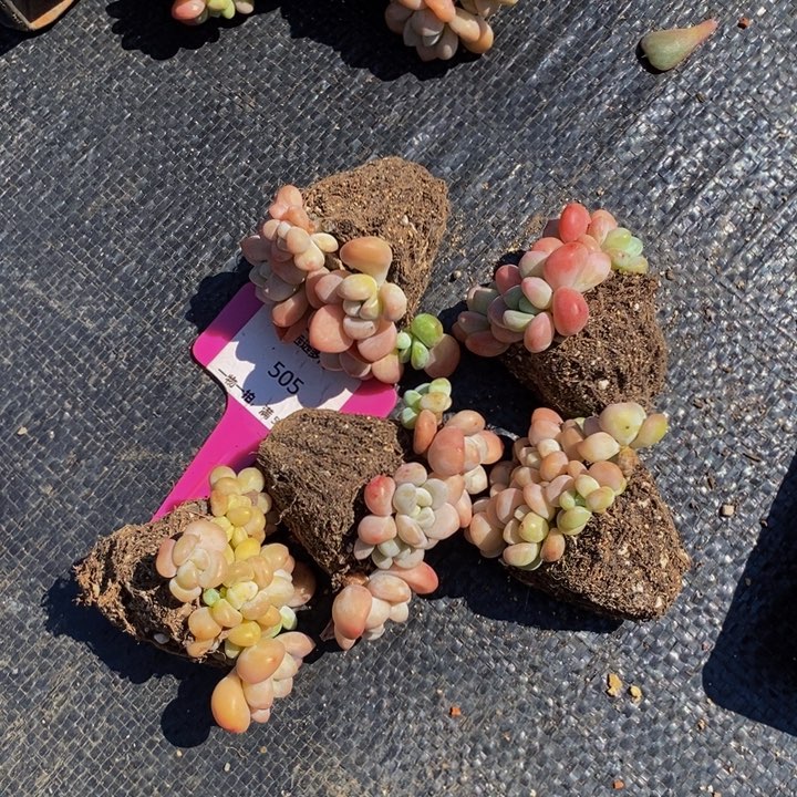 505洛神5颗肉肉肉肉