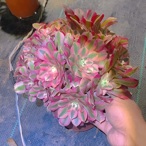 900粉女巫多肉植物