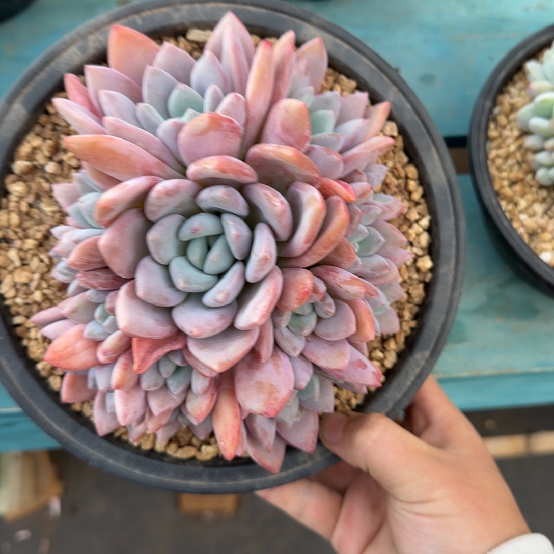 果糖，发货点延迟，111