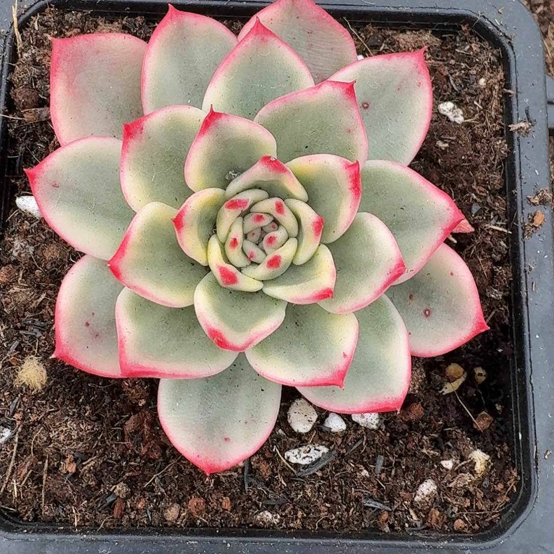 蔚蓝乌木多肉覆轮锦