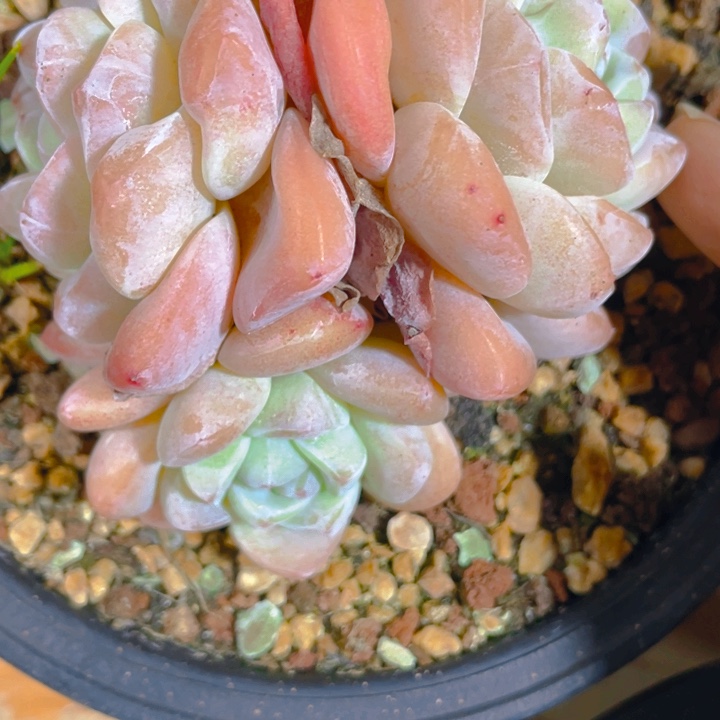 谢谢你的支持0000000277