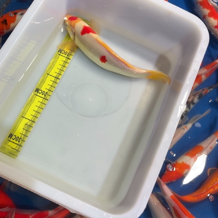 锦鲤锦鲤红白三色