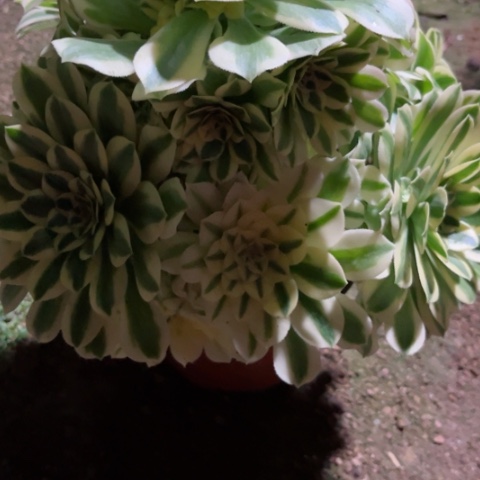 多肉植物迈巴赫锦，