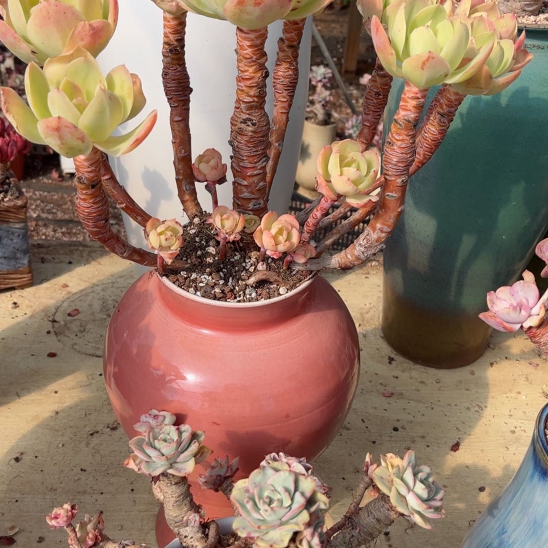 你是否还。你的。你的电话