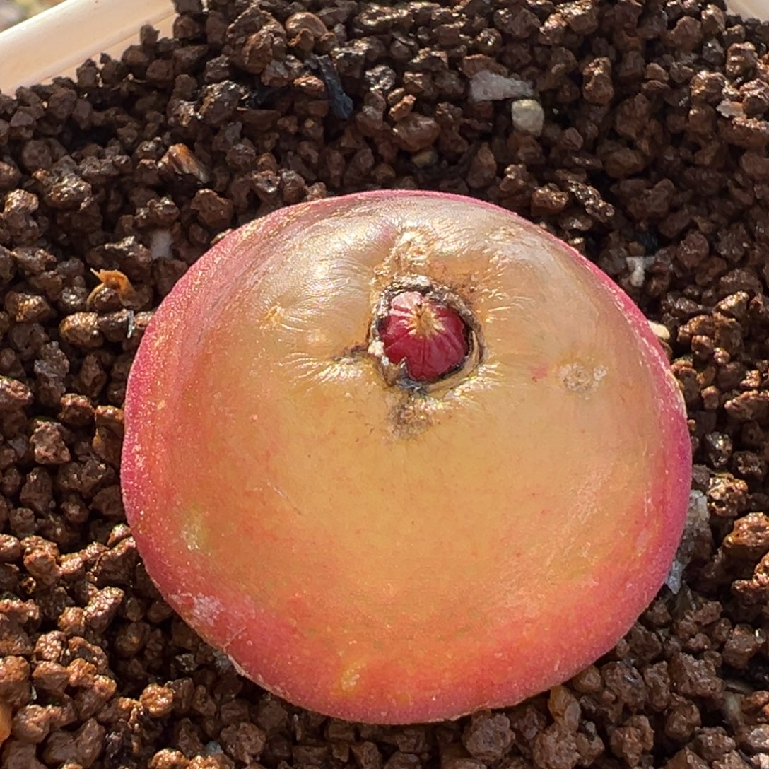 184多肉植物种类多样