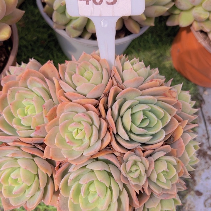 健健康康平平安安