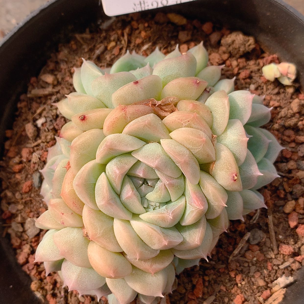 【闪购商品】云3097