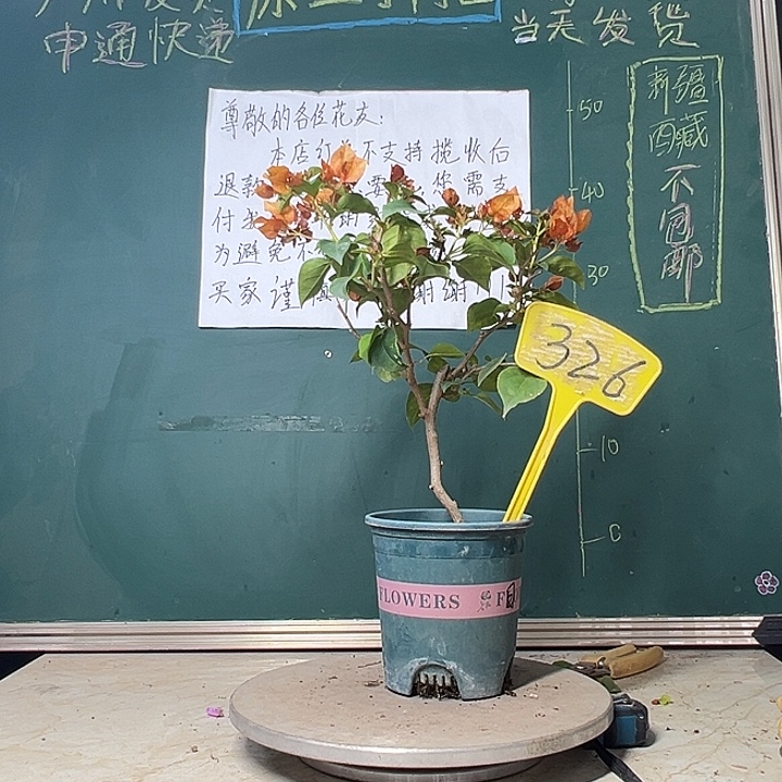 当前无花栽培后可以开花落日 326