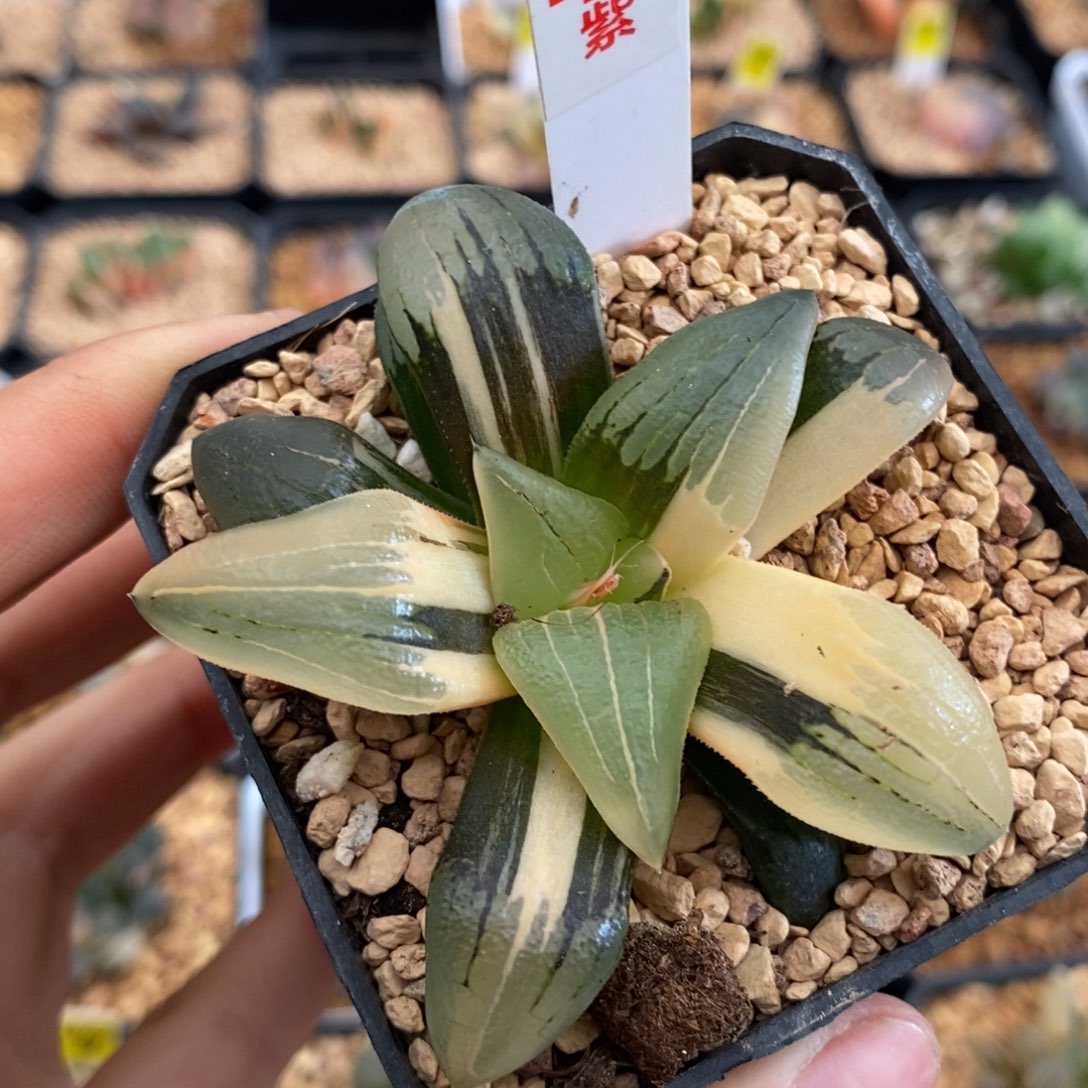 42红文寿多肉植物