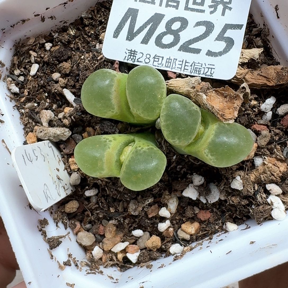 多肉植物的人是个gh
