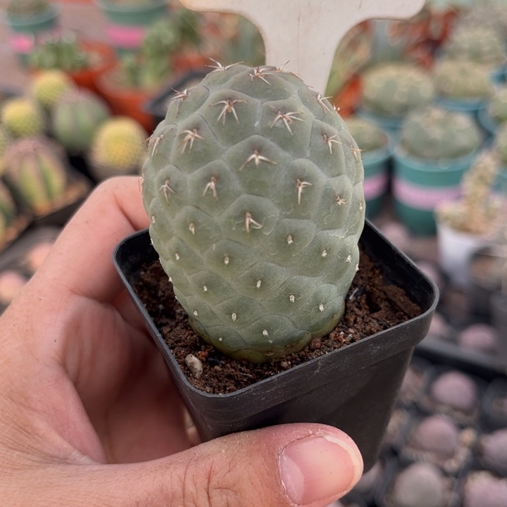 546习志野好养皮实