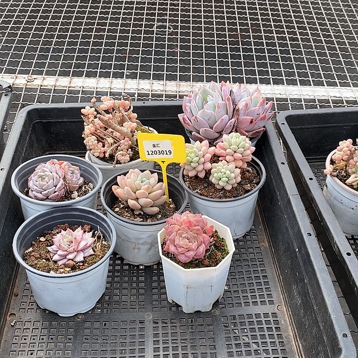 1203019筐拍不售后