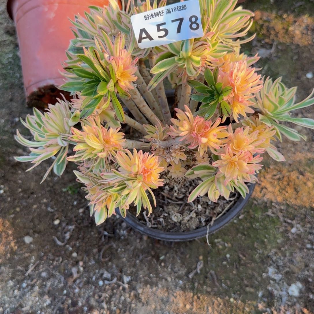 578夕颜。多肉植物