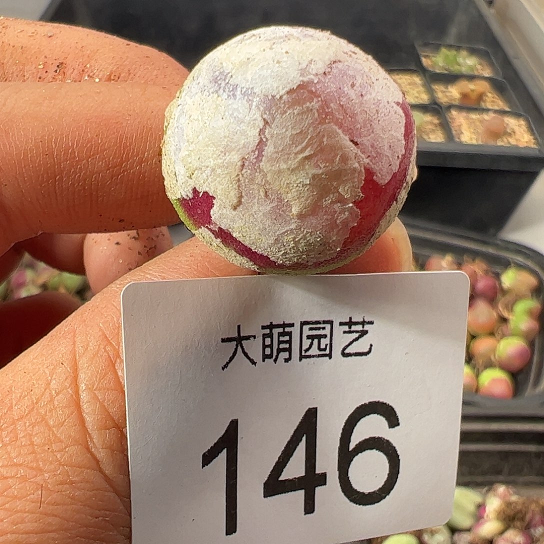 一物一拍。       146