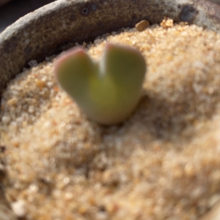 1627大眼睛空蝉一颗TS