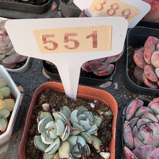 551诺娃一物一拍多肉