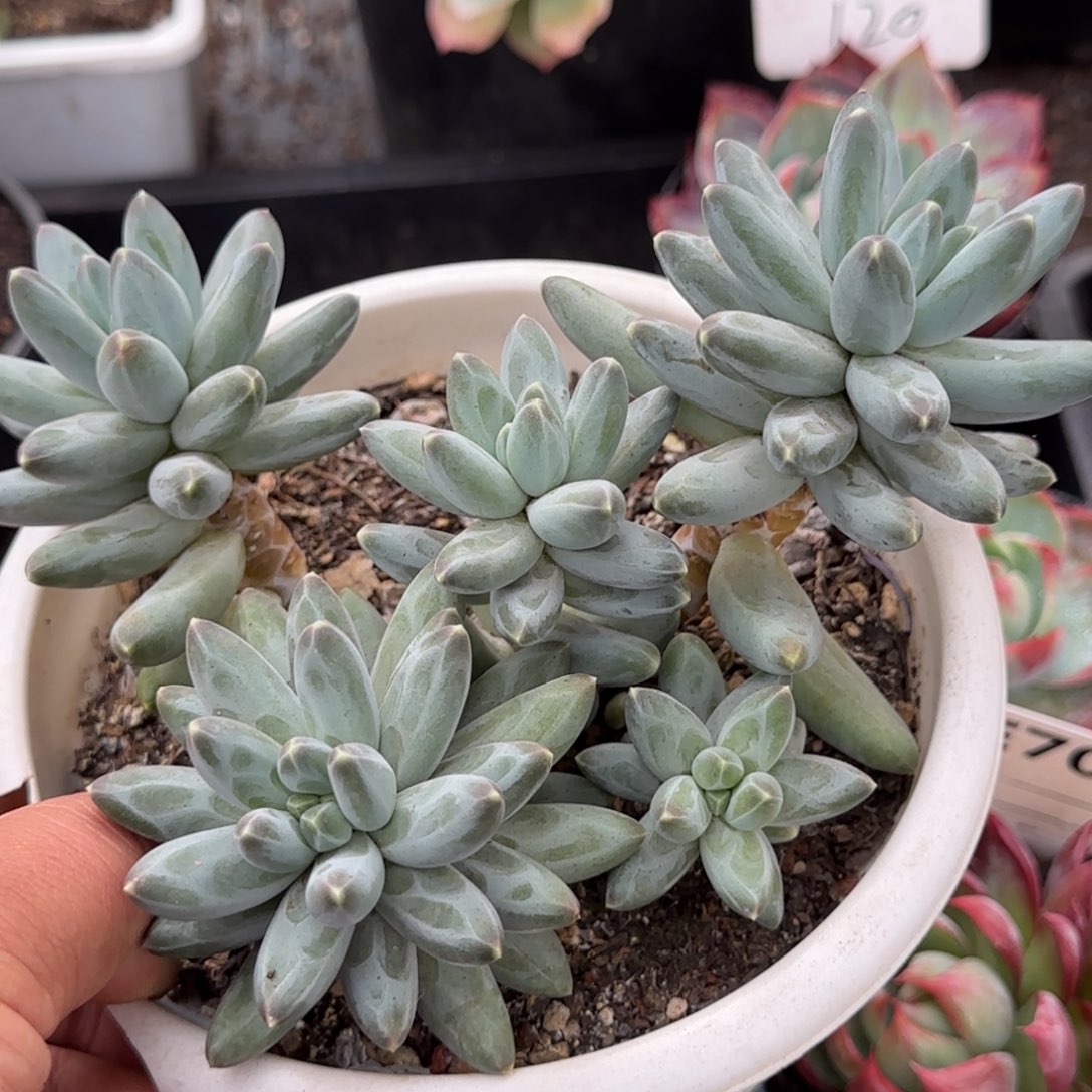 伊卡鲁斯一物一拍包装收缩花旱