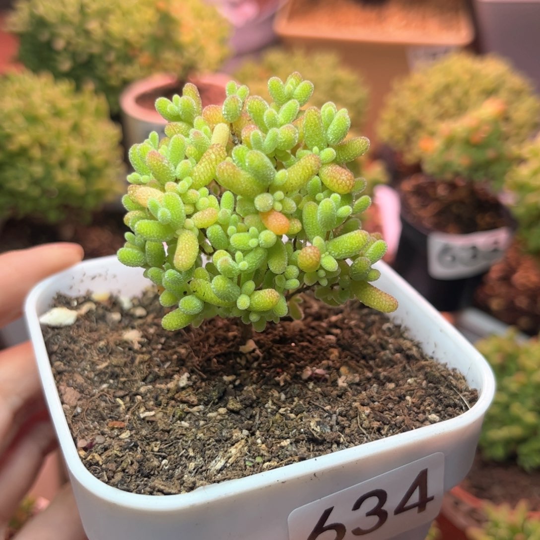 634蜜桔可爱多肉植物