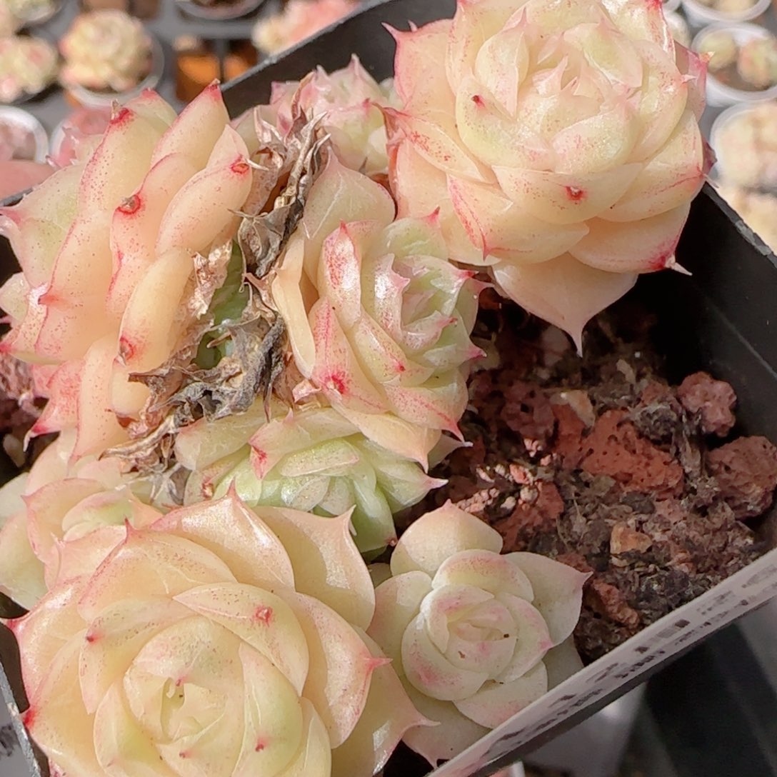 花语多肉1226-284散