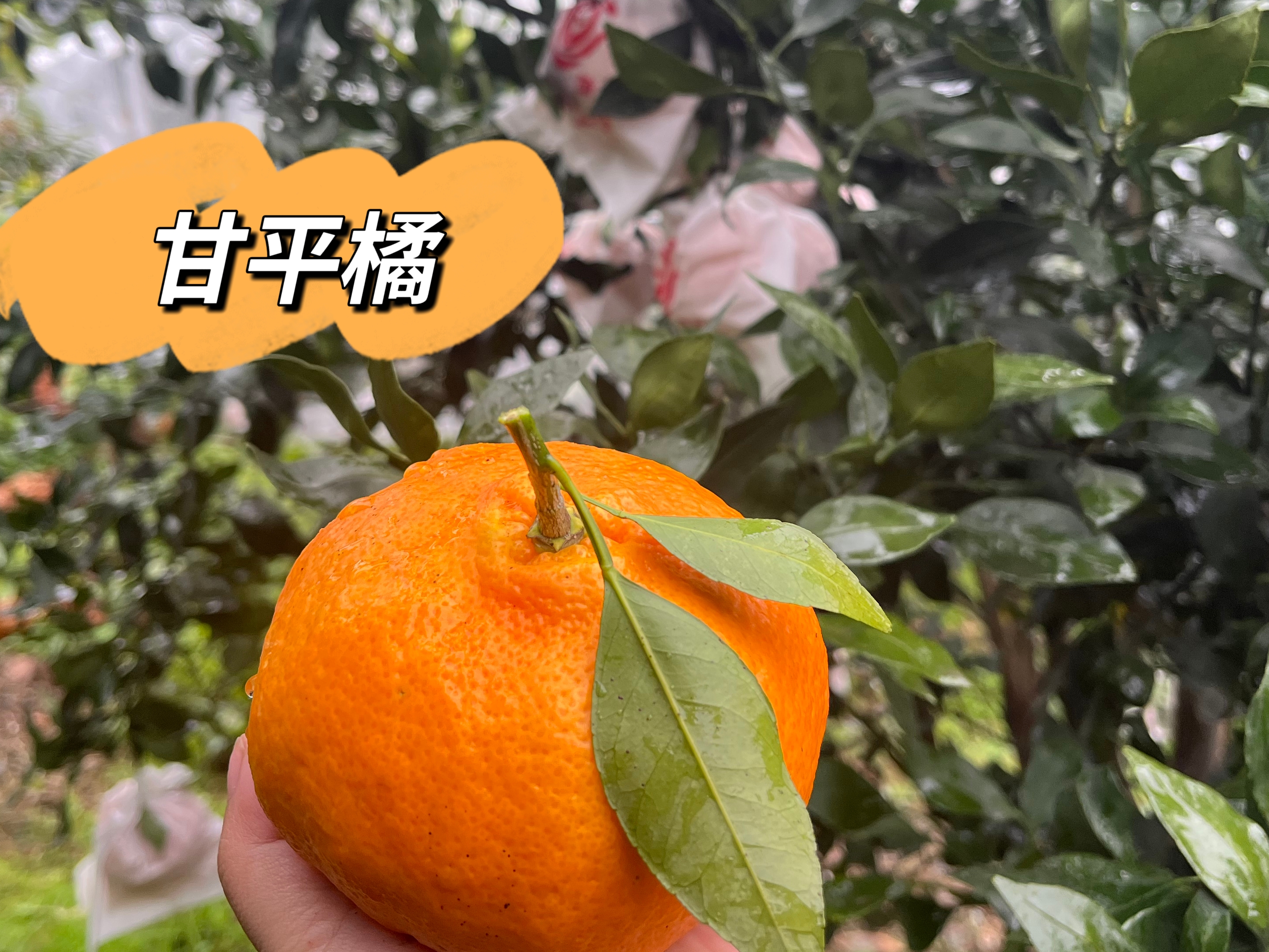 甘平橘 柑橘皇后 皮薄肉多 自家果园现摘现发（酸甜，非纯甜）