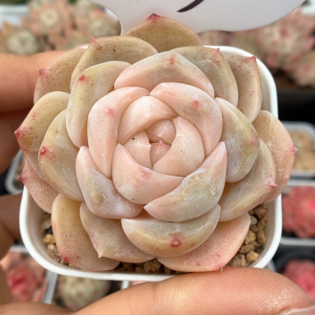 良辰可拍919号。    