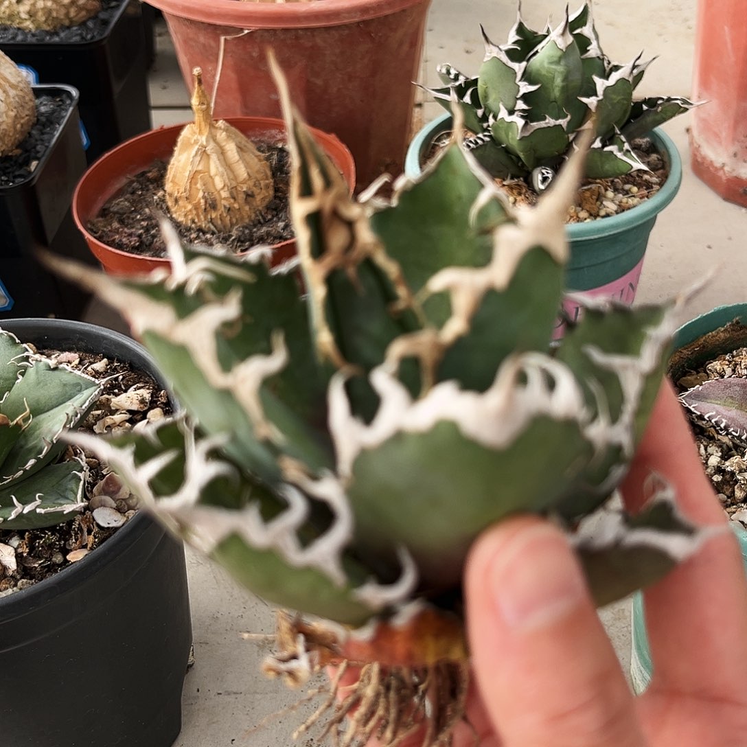 潮流植物狂刺凯撒