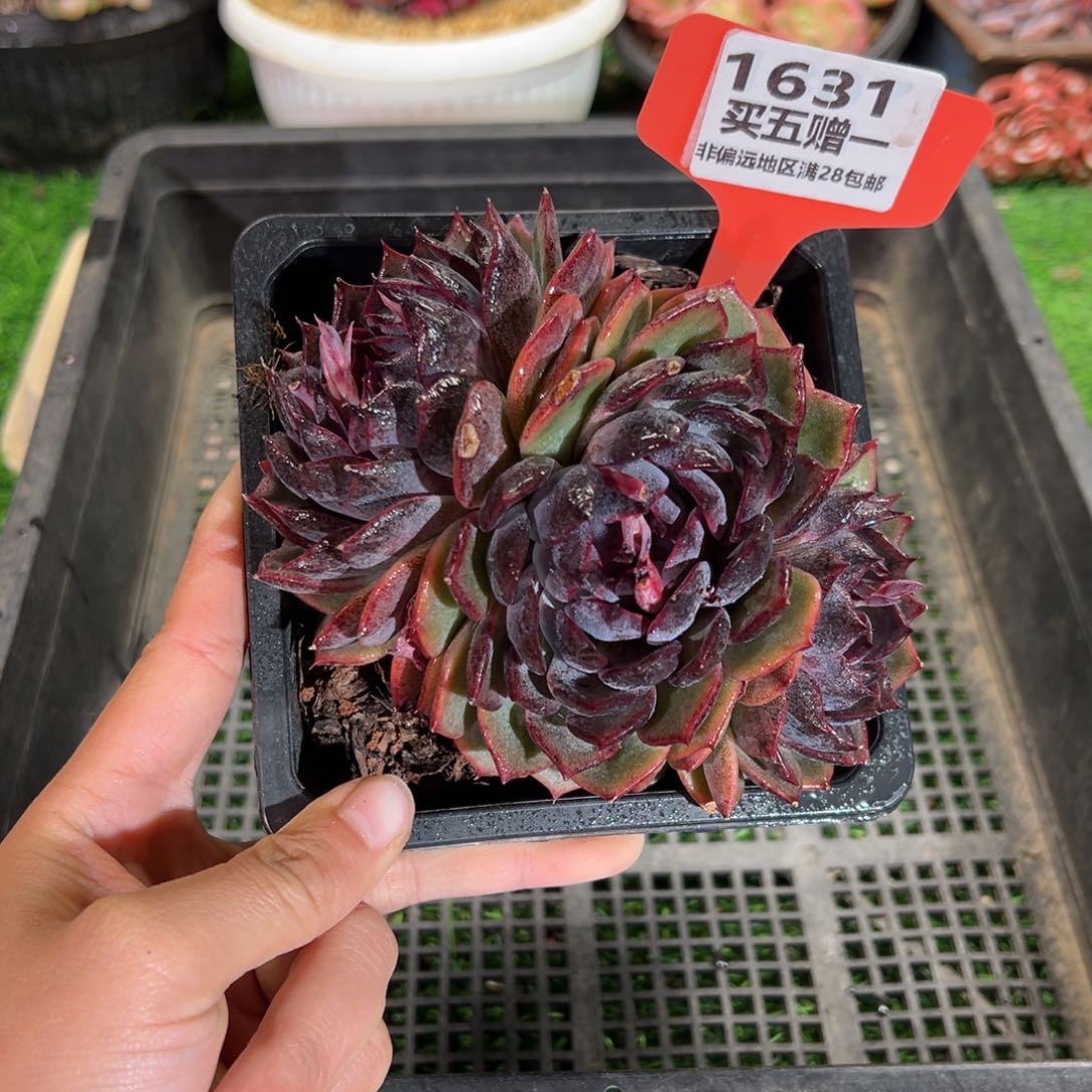 表妹精品多肉1631.