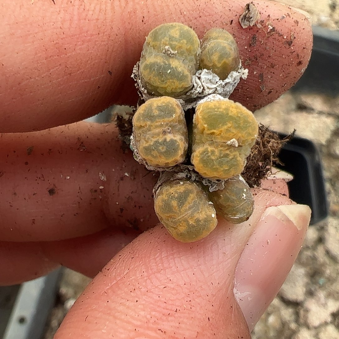 一物一拍MG1456.7冰渣火柴勋章384