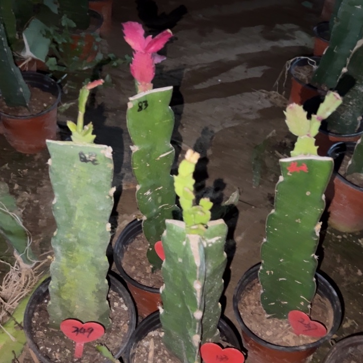 大***哥当前无花栽培后可以开花四颗