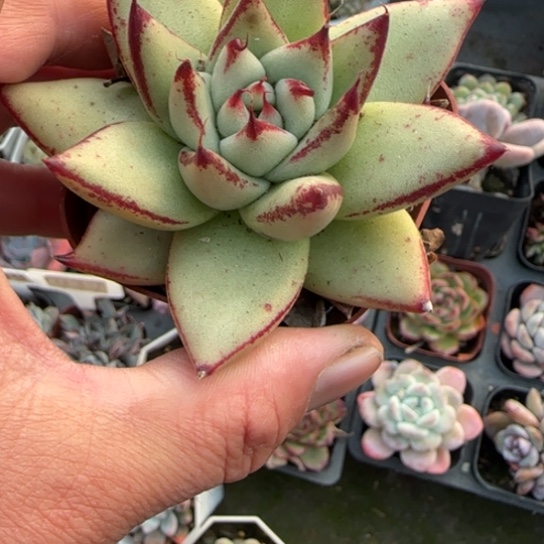 88乌木多肉植物多