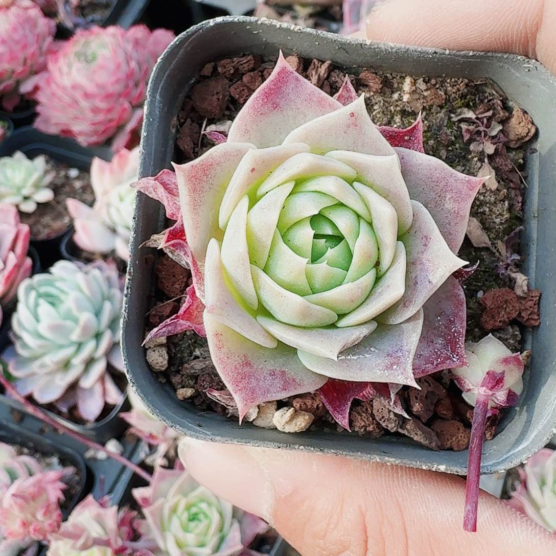 筱*哈哈哈哈哈哈哈哈哈哈哈