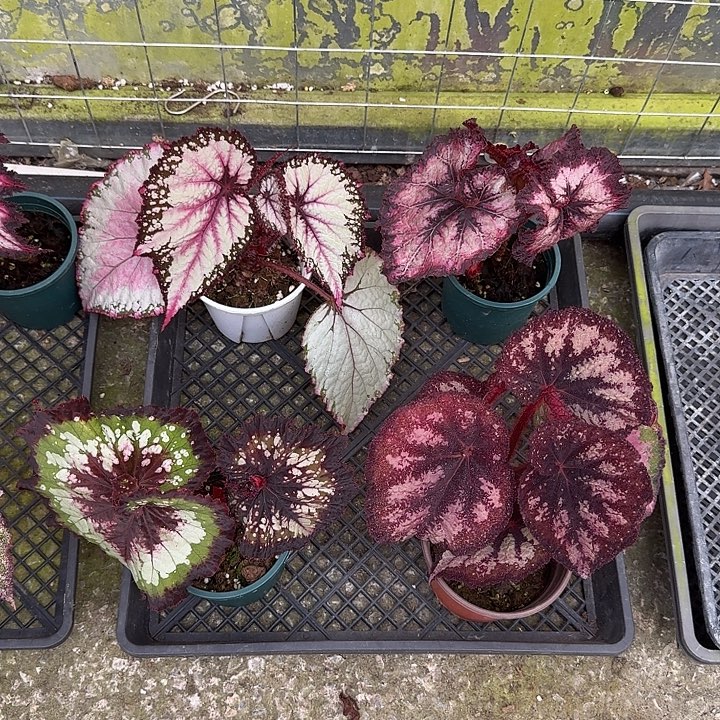 无花朵A01 活动链接无售后 介意勿拍