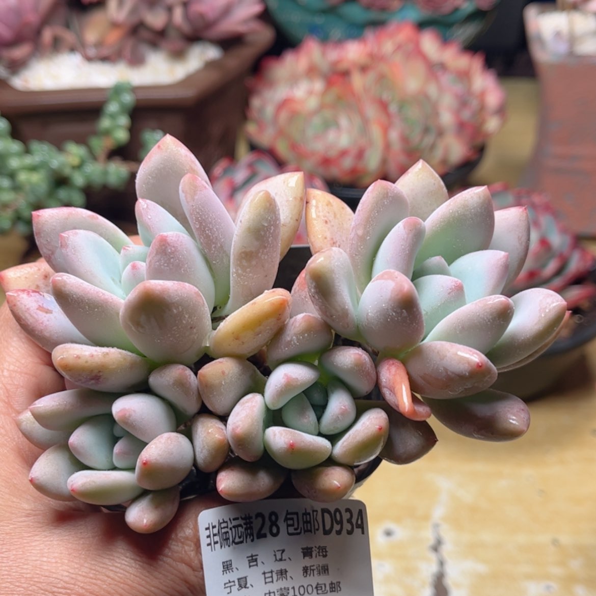 【闪购商品】934奥普