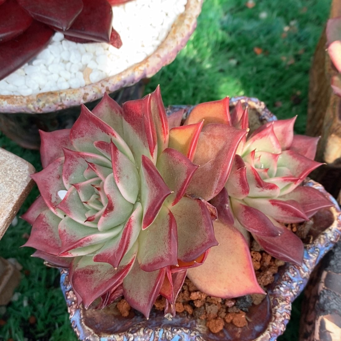 蓝*?蓝桉娇兰多肉植物盆栽